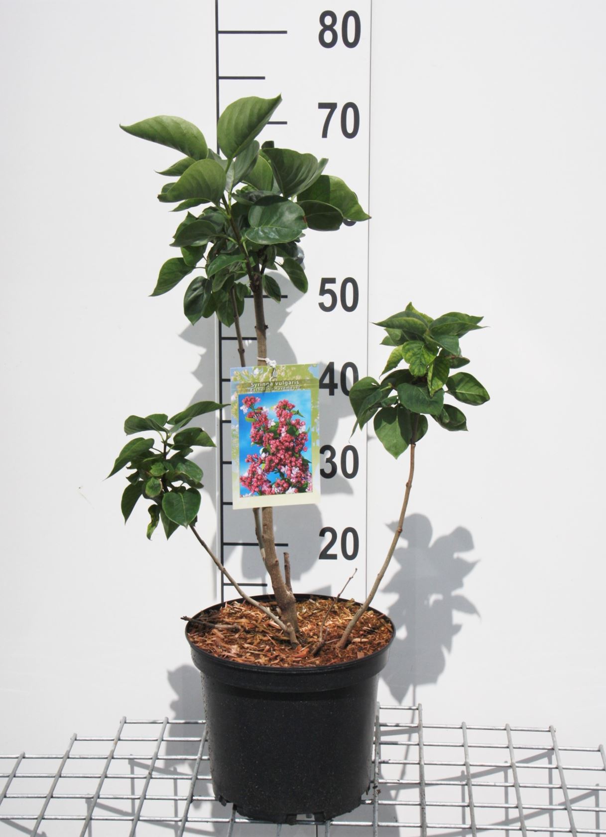 Syringa vulgaris 'Katherine Havemeyer' - pot - 50-60 cm