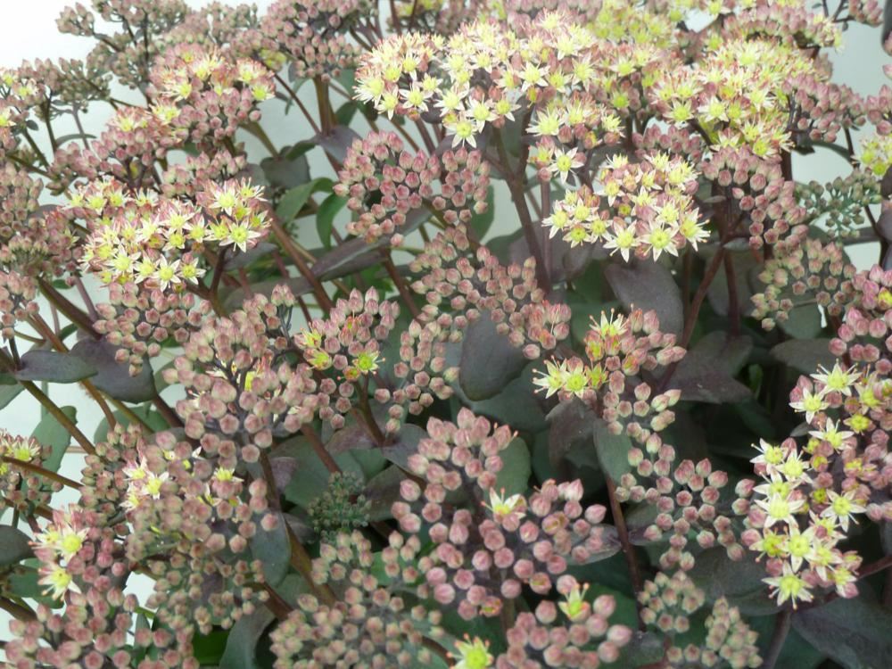 Plantenfiche-Sedum-Yellow-Xenox-