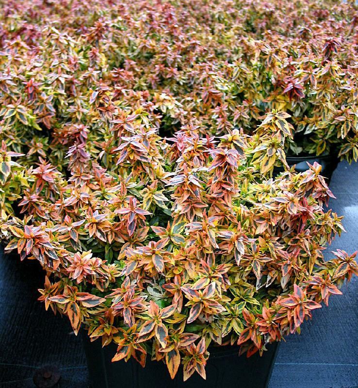 Plantenfiche-Abelia-x-grandiflora-Kaleidoscope-