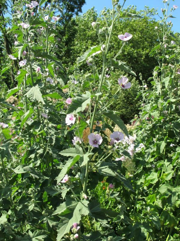 Althaea officinalis - pot 9x9 cm (Heemst)