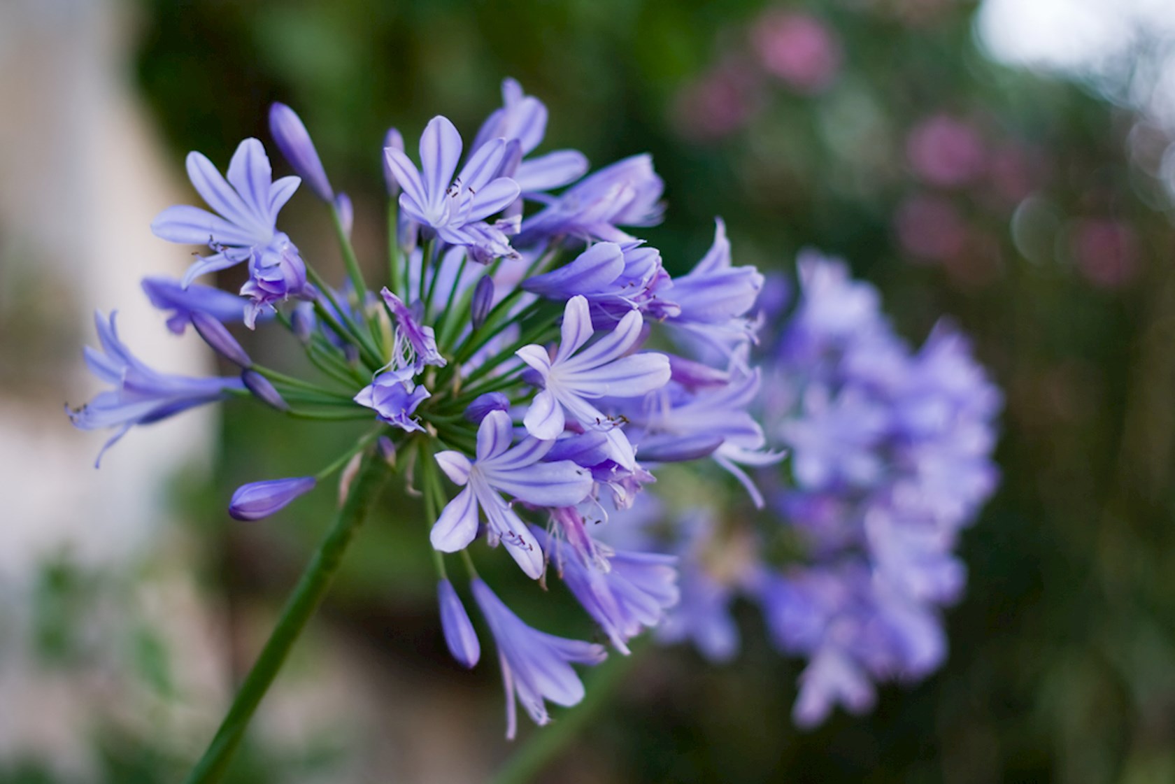 Plantenfiche-Agapanthus-africanus