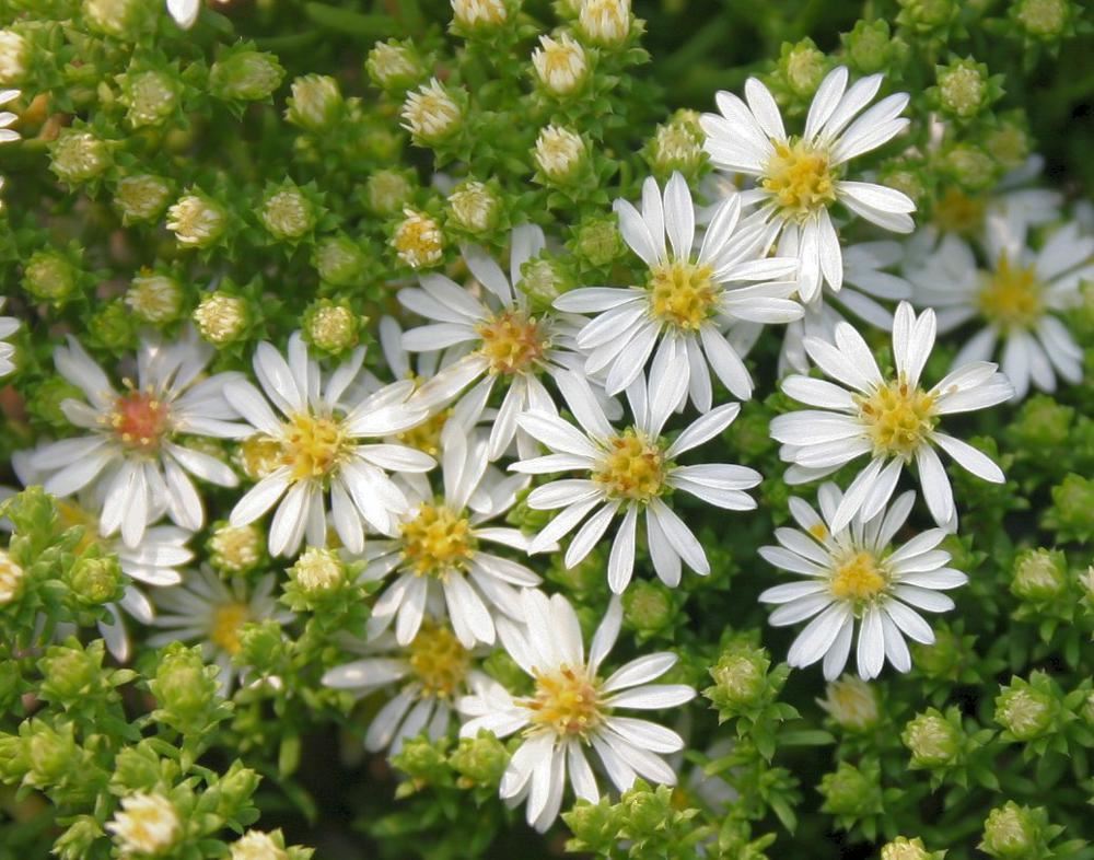 Plantenfiche-Aster-ericoides-Snowflurry-