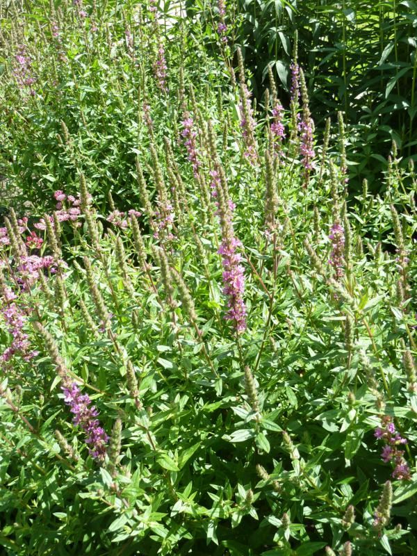Plantenfiche-Lythrum-salicaria-Zigeunerblut-
