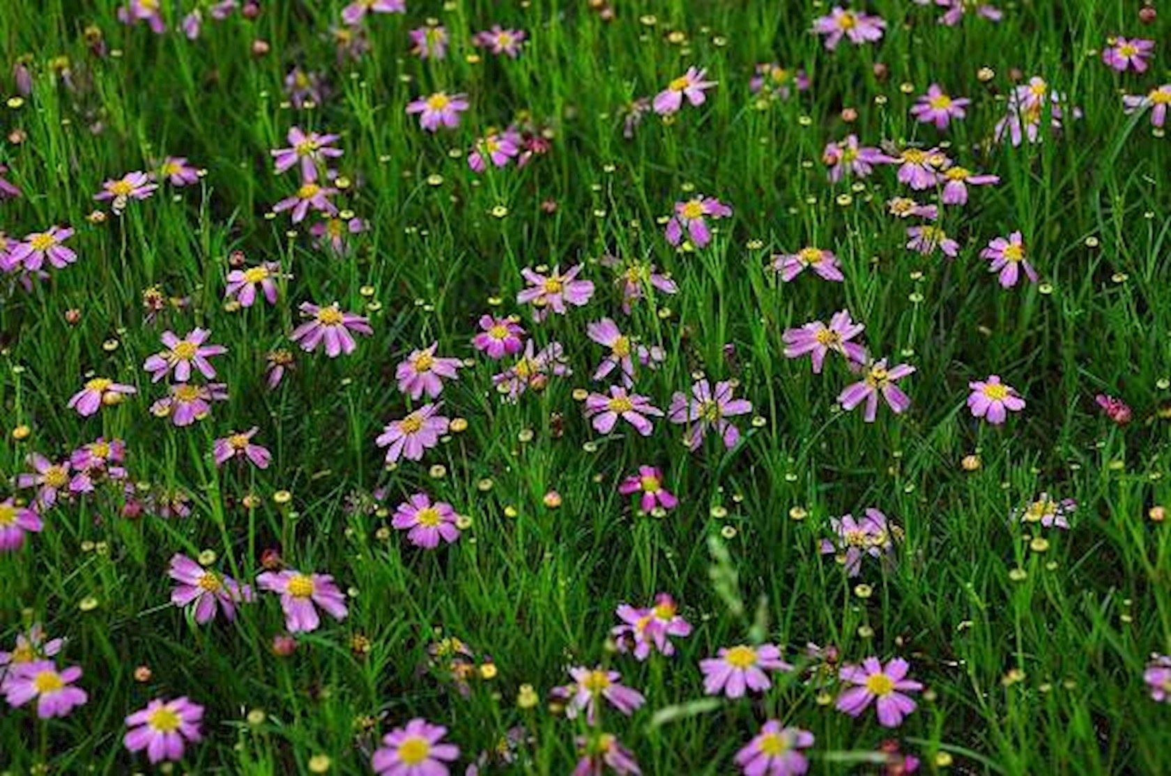 Plantenfiche-Coreopsis-rosea-American-Dream-