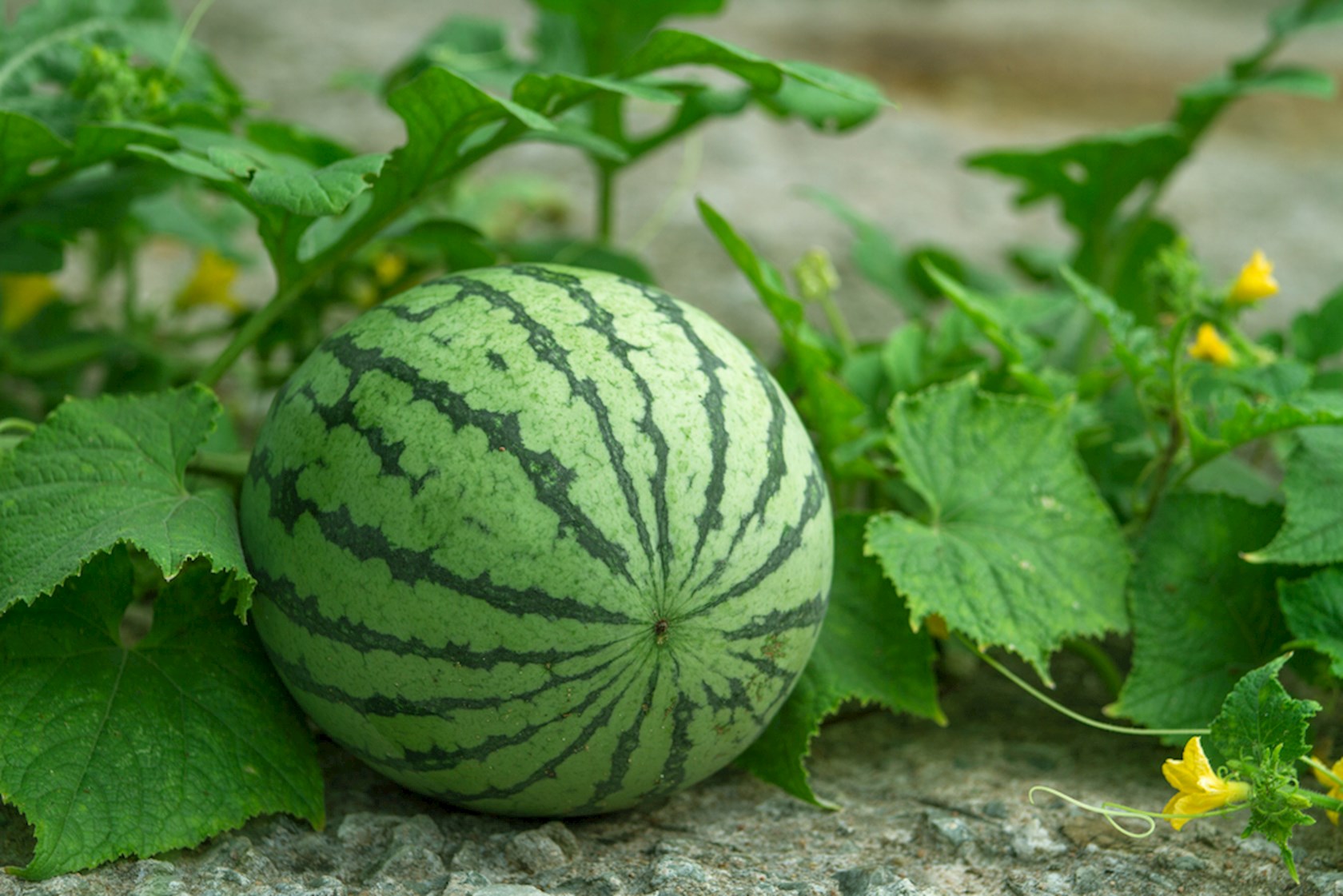 Plantenfiche-Citrullus-lanatus-Watermeloen-