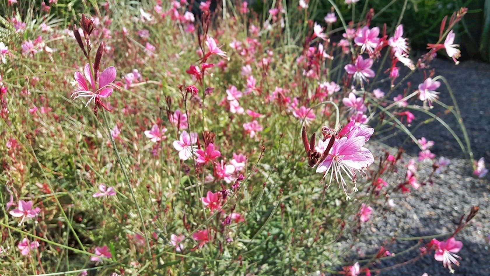 Plantenfiche-Gaura-lindheimeri-Siskiyou-Pink-