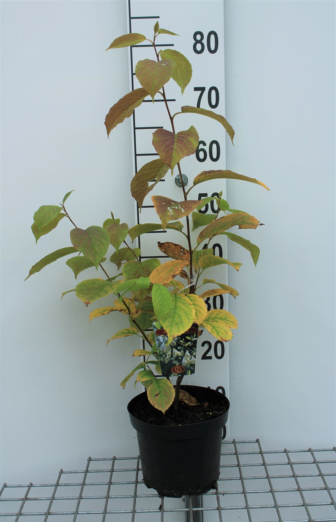 Halesia carolina - pot - 30-40 cm