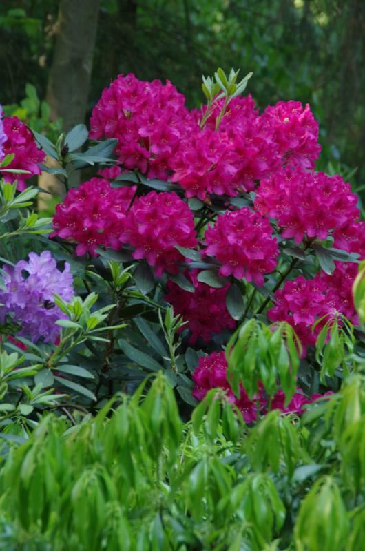 Plantenfiche-Rhododendron-Nova-Zembla-