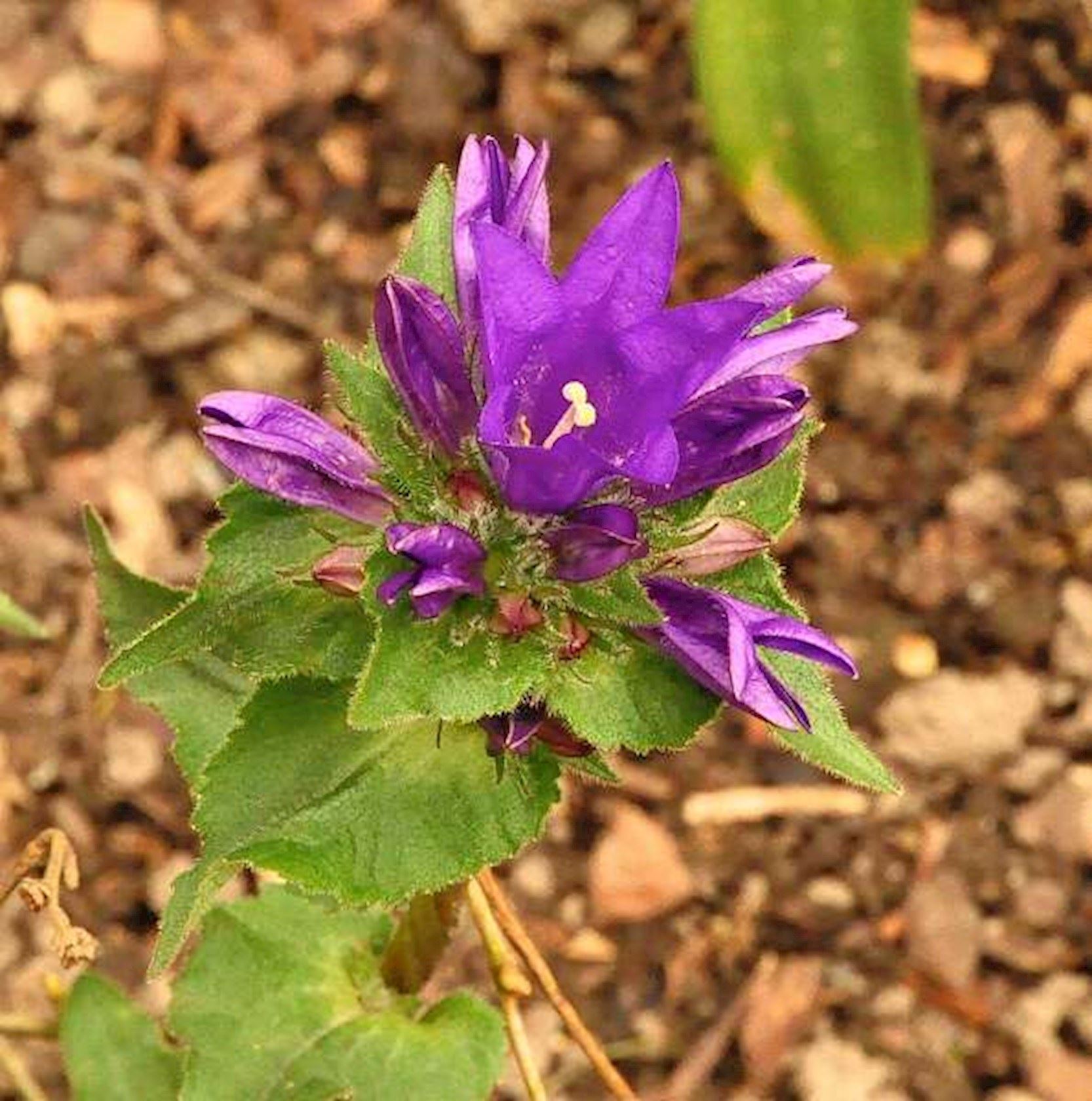 Plantenfiche-Campanula-glomerata-Acaulis-