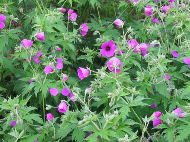Plantenfiche-Geranium-psilostemon