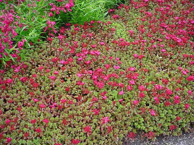 Plantenfiche-Sedum-spurium-Fuldaglut-