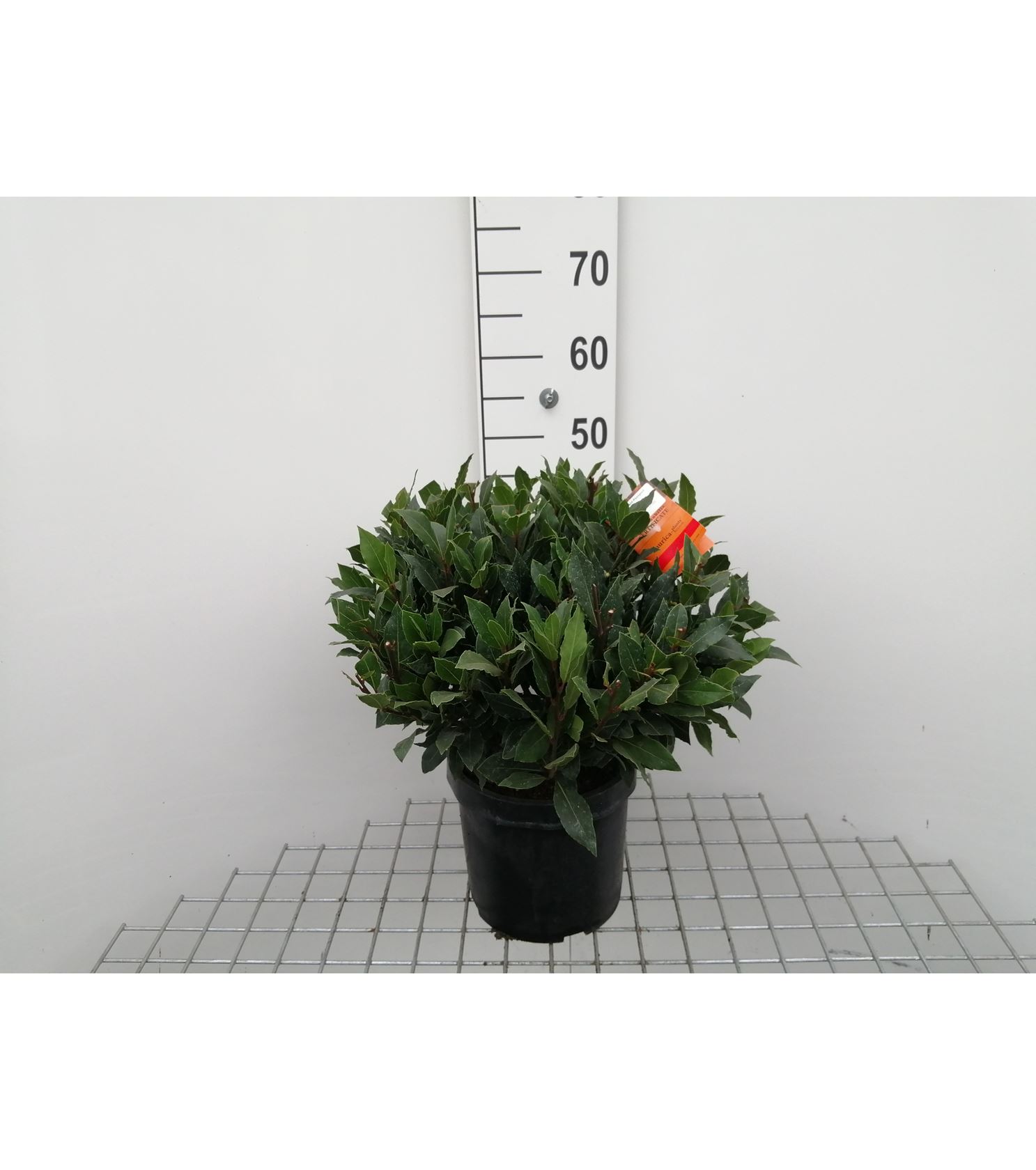 Laurus nobilis - pot 25L - spherical shape - ø35-40 cm