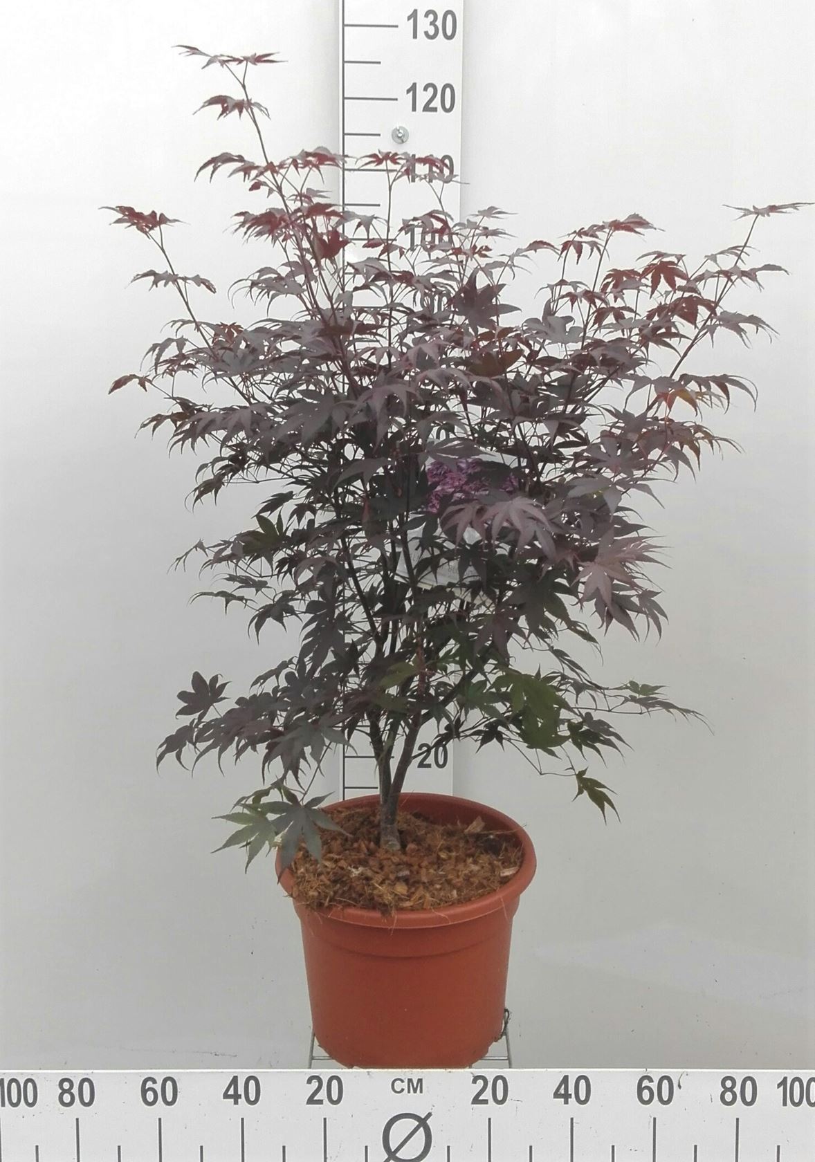 Acer palmatum 'Bloodgood' - pot 15L - 100-125 cm