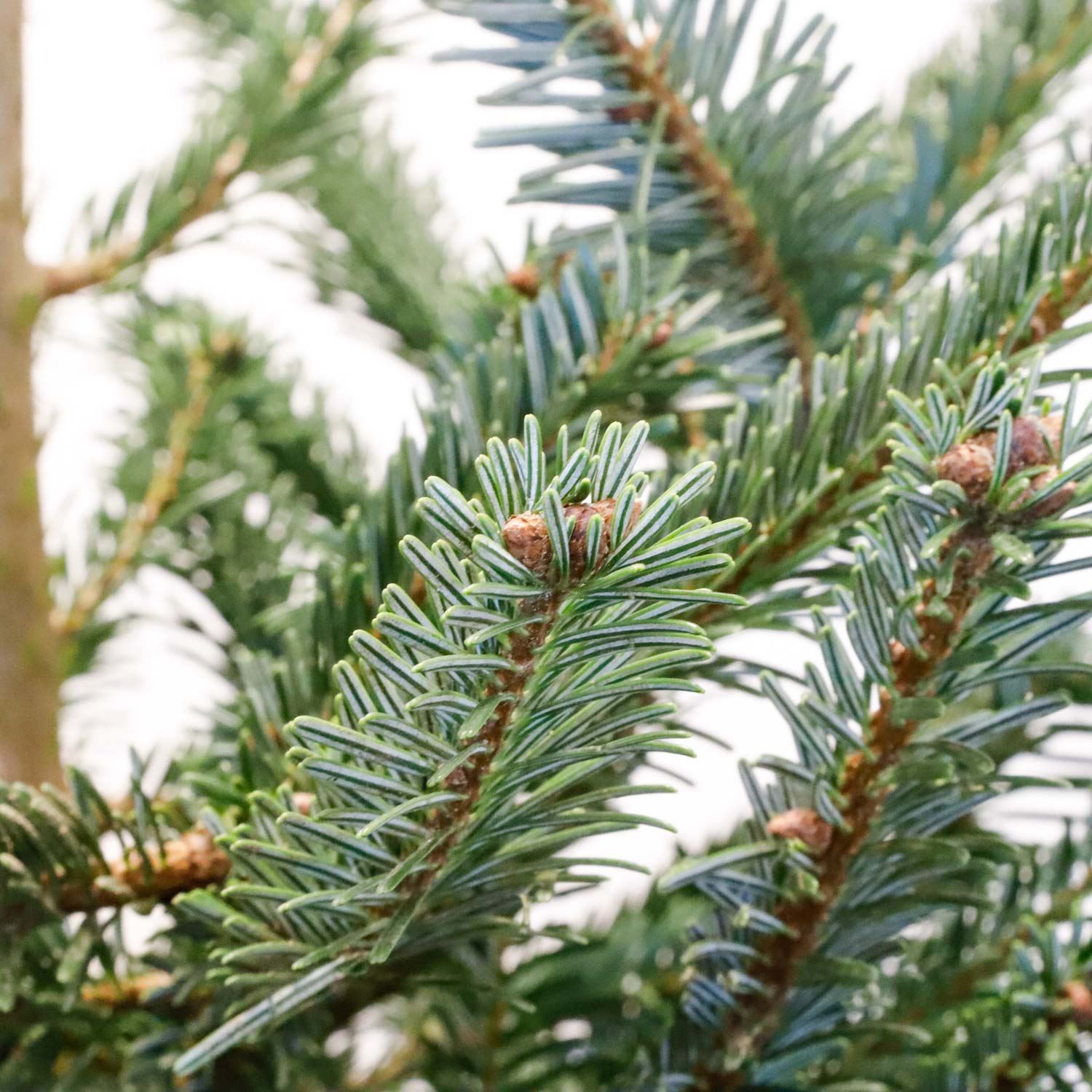 Nordmann kerstboom aanbieding bij Albert Heijn Nordmann kerstboom aanbieding bij Albert Heijn