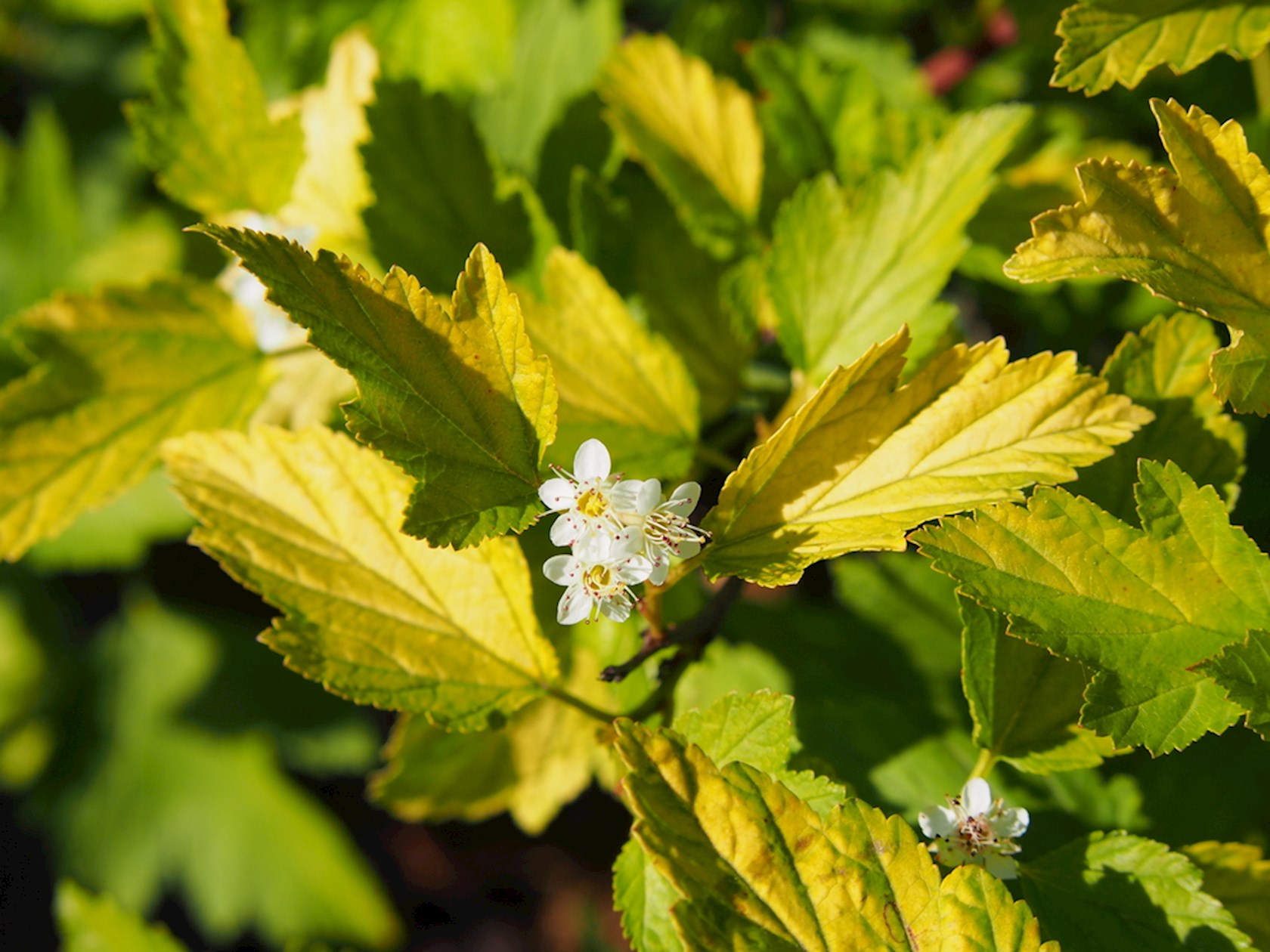 Plantenfiche-Physocarpus-opulifolius-Luteus-