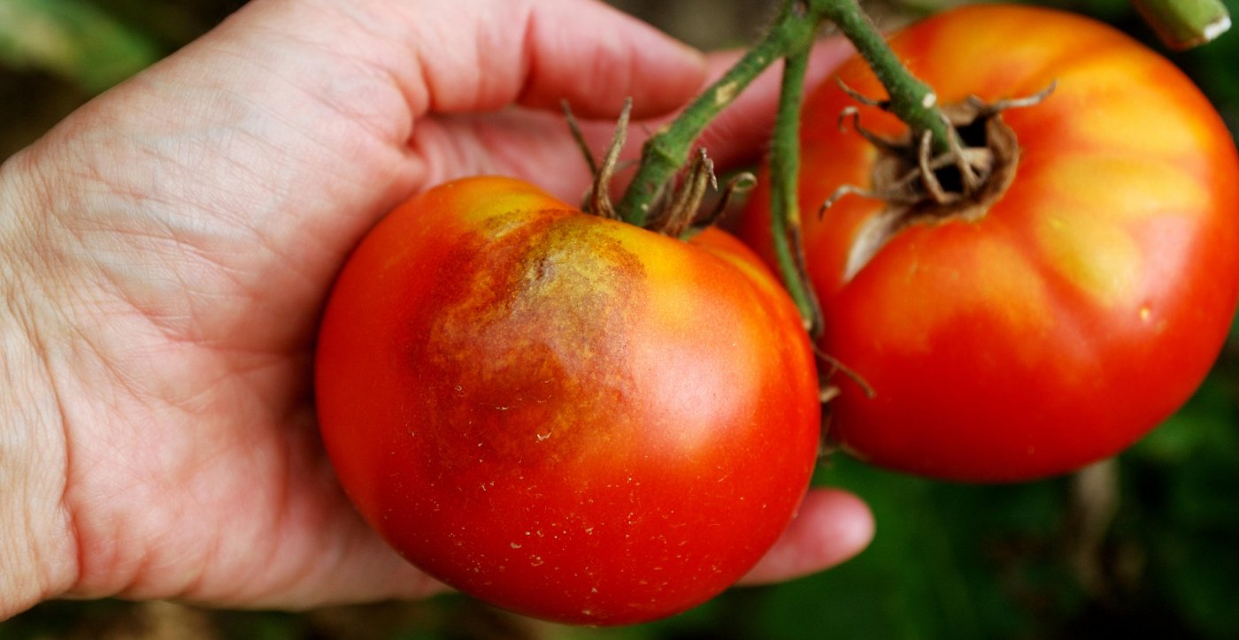 Tomate pourriture apicale