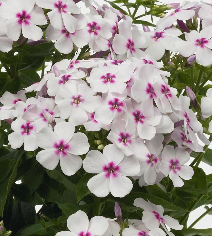 Plantenfiche-Phlox-Barsixty-