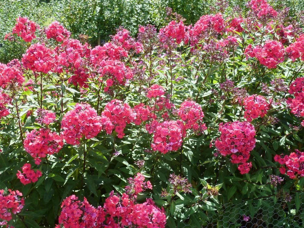 Plantenfiche-Phlox-Starfire-