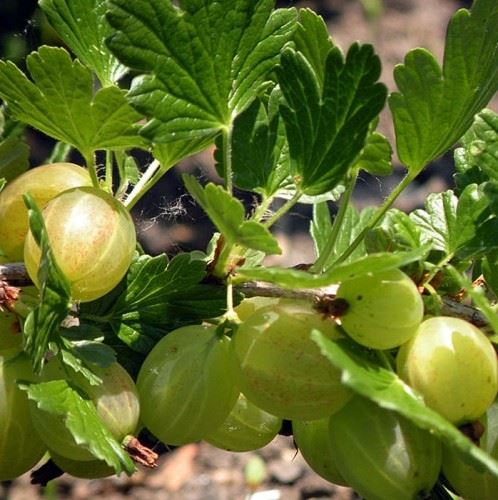 Ribes uva-crispa 'Hankkijas Delikatess' (Hinnonmäki Grön) - pot - bush