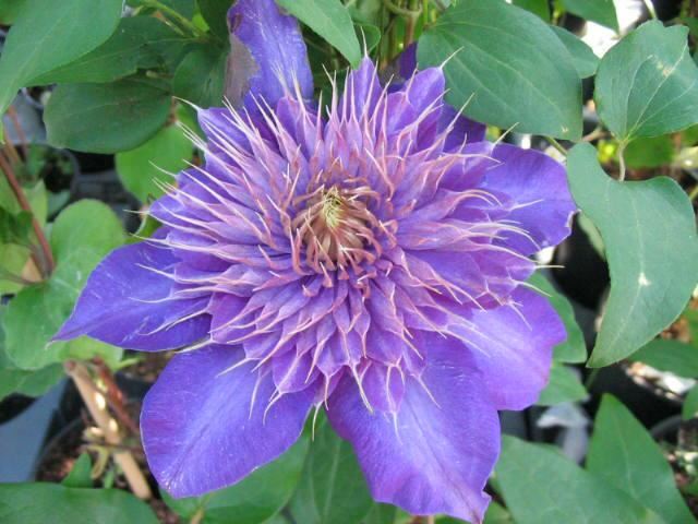 Plantenfiche-Clematis-Multi-Blue-