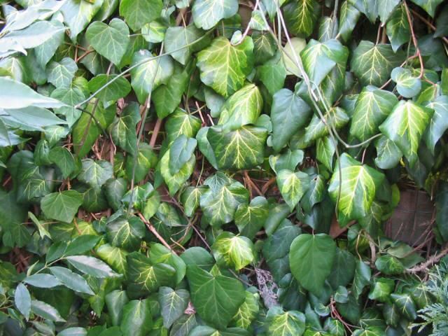 Plantenfiche-Hedera-colchica-Sulphur-Heart-