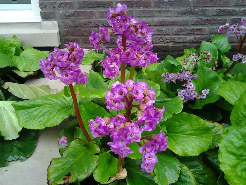 Plantenfiche-Bergenia-cordifolia-Purpurea-