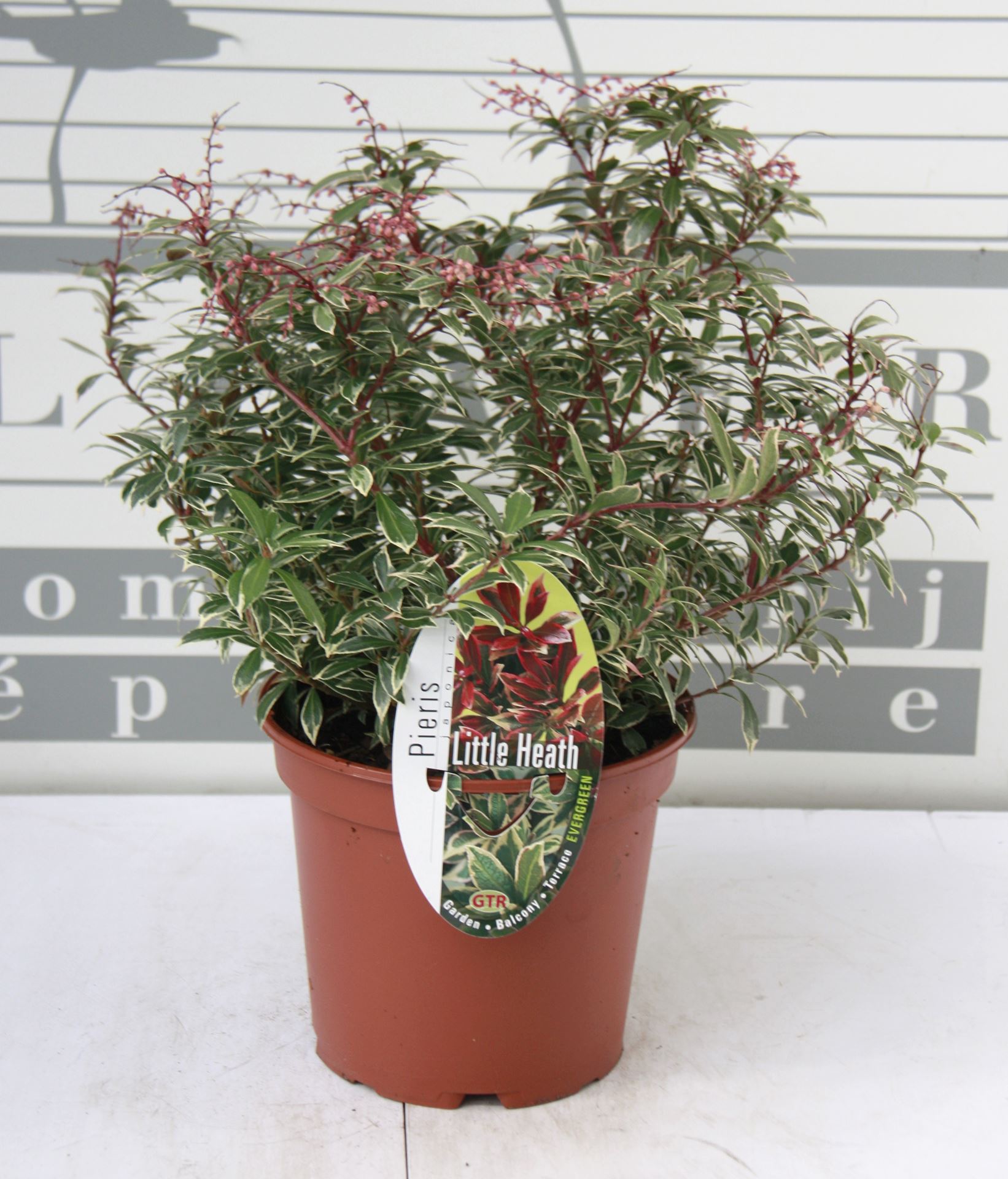 Pieris japonica 'Little Heath' - pot 2L - 20-30 cm