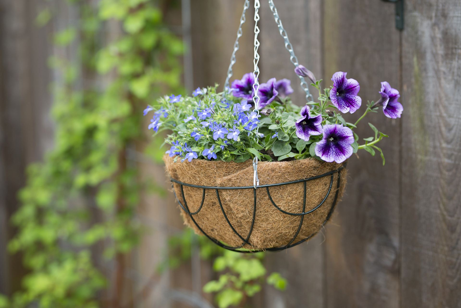 Kokosinlegvel-voor-hanging-basket-plat-met-waterkering-45cm-voor-30cm-basket