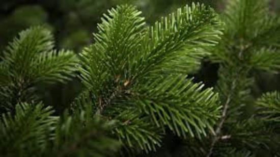 Abies-nordmanniana-175-200-cm-C15