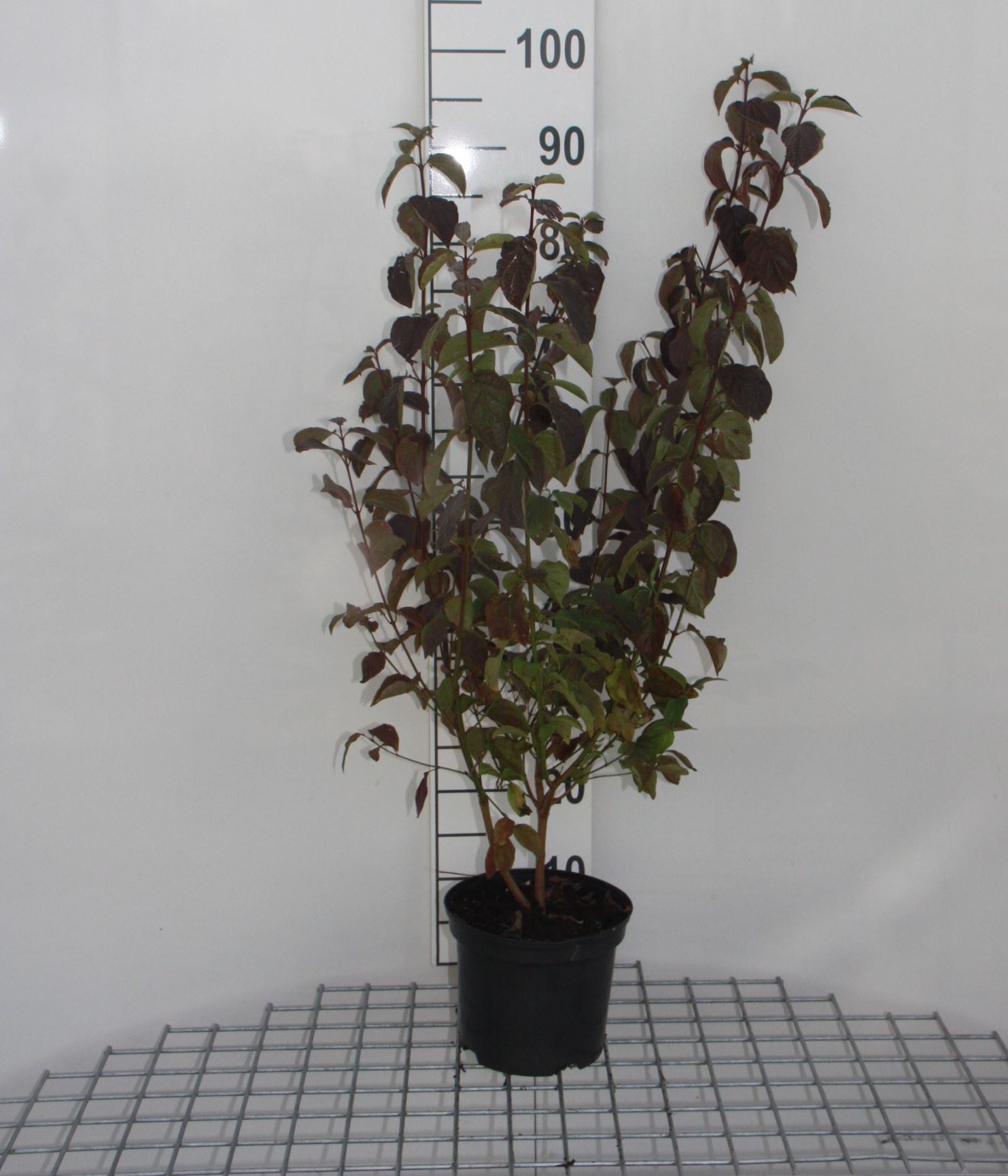 Cornus sanguinea - pot 2L - 40-60 cm