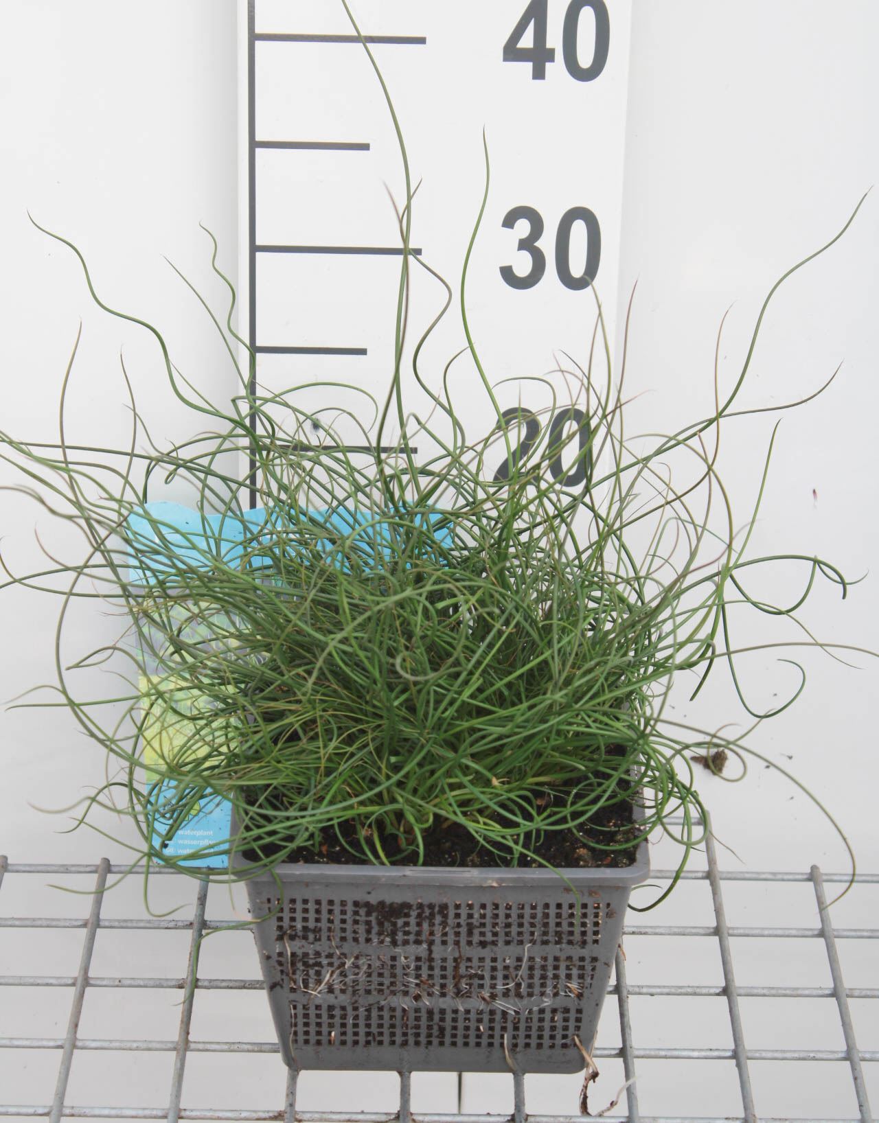 Juncus effusus - water basket ø18 cm