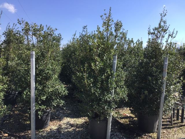 Osmanthus heterophyllus - pot 55L - 175-200 cm - Touffu