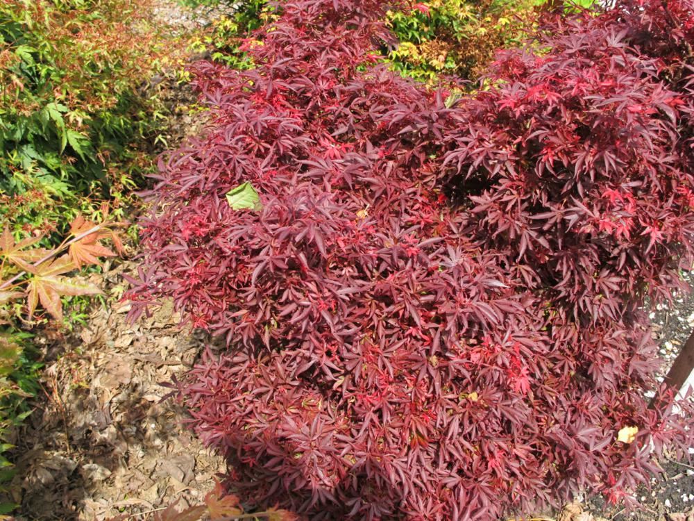 Plantenfiche-Acer-palmatum-Shaina-