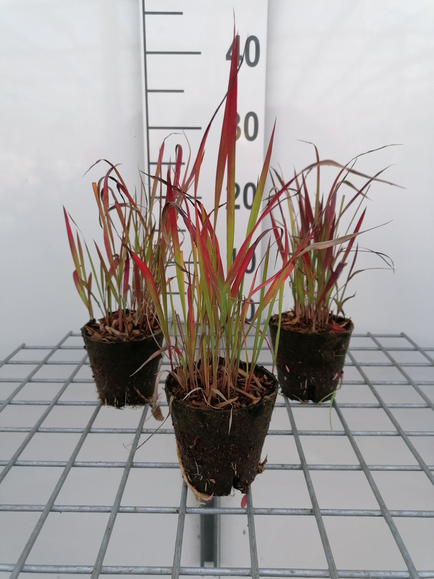 Imperata cylindrica 'Red Baron' - Biopot ø8 cm