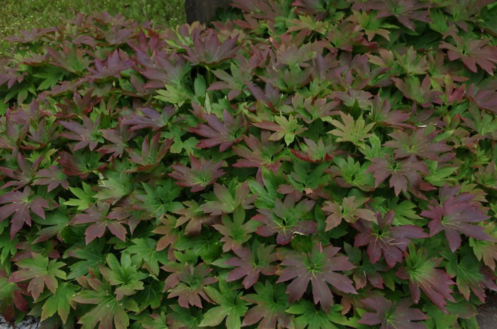 Plantenfiche-Mukdenia-rossii-Karasuba-Crimson-Fans-