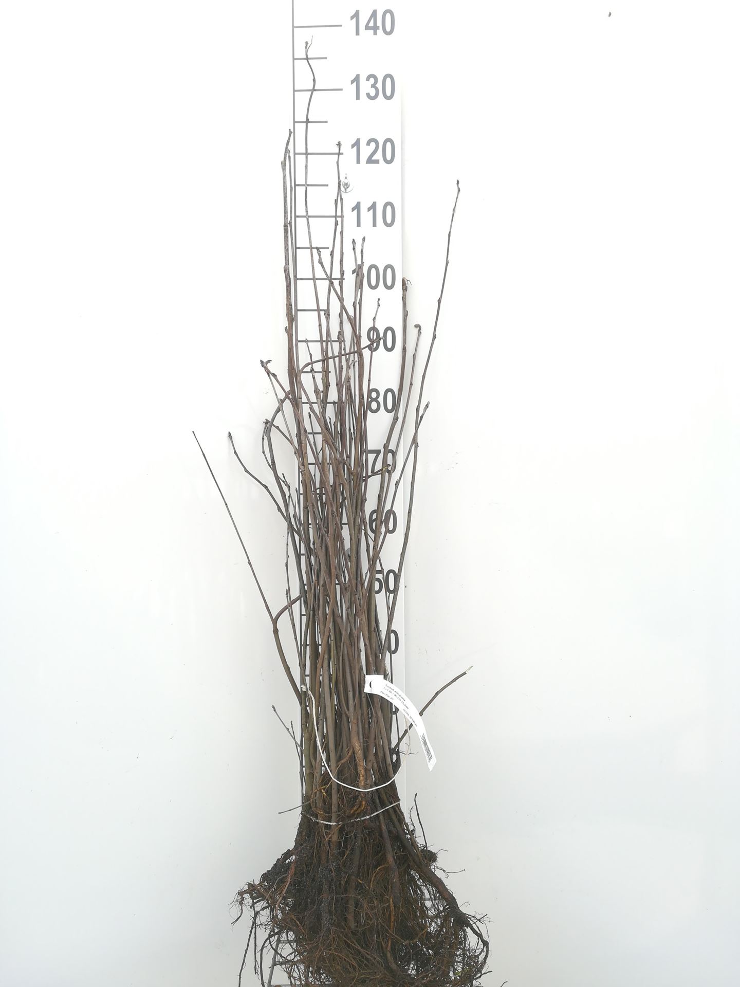 Sorbus aucuparia - bare root - 60-90 cm