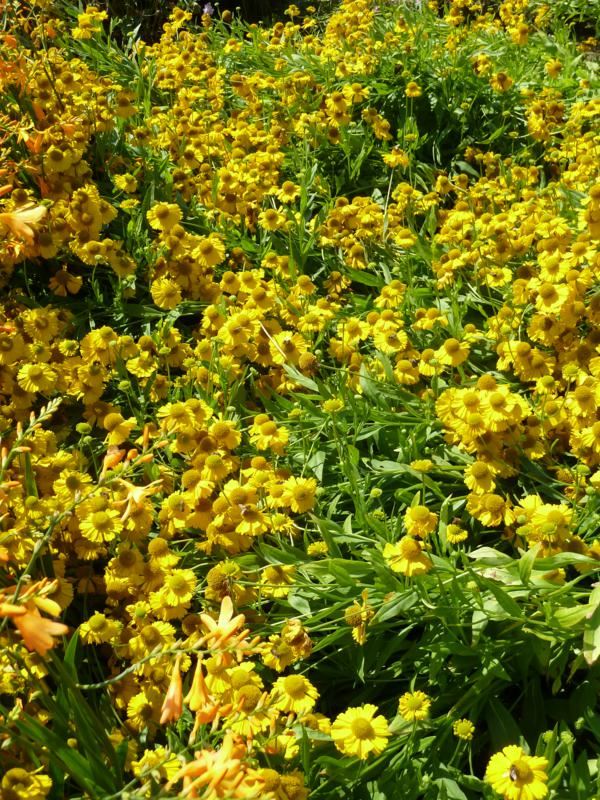 Plantenfiche-Helenium-autumnale-Pumilum-Magnificum-