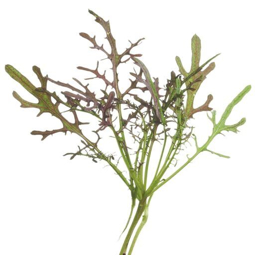 Buzzy-Microgreens-Mosterd-Red-Frills