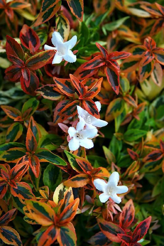 Plantenfiche-Abelia-x-grandiflora-Kaleidoscope-