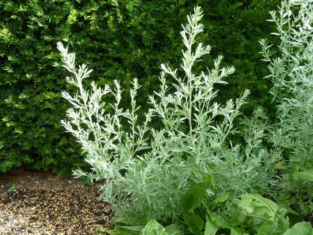 Plantenfiche-Artemisia-absinthium-Alsem-