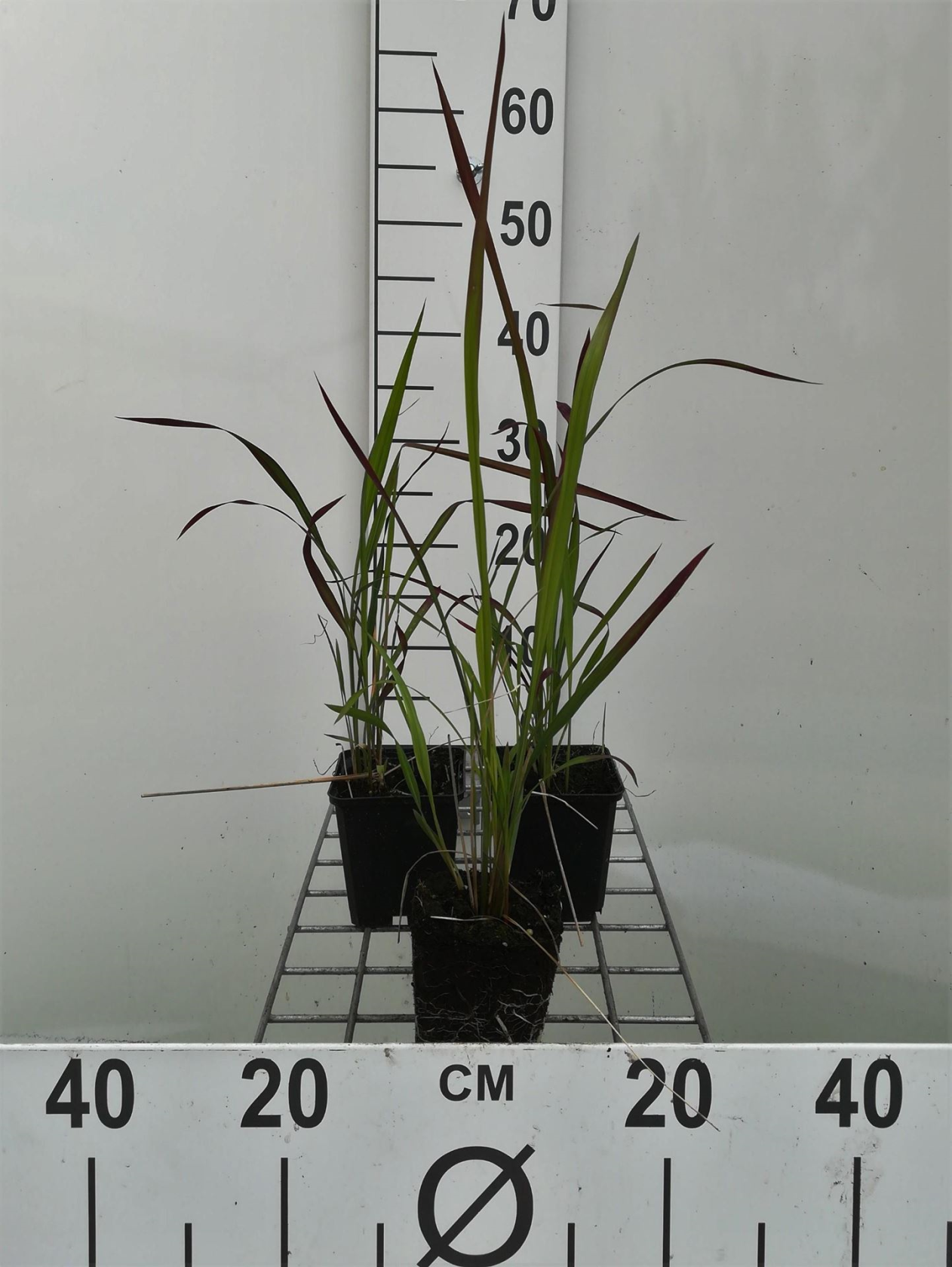 Imperata cylindrica 'Red Baron' - pot 9x9 cm