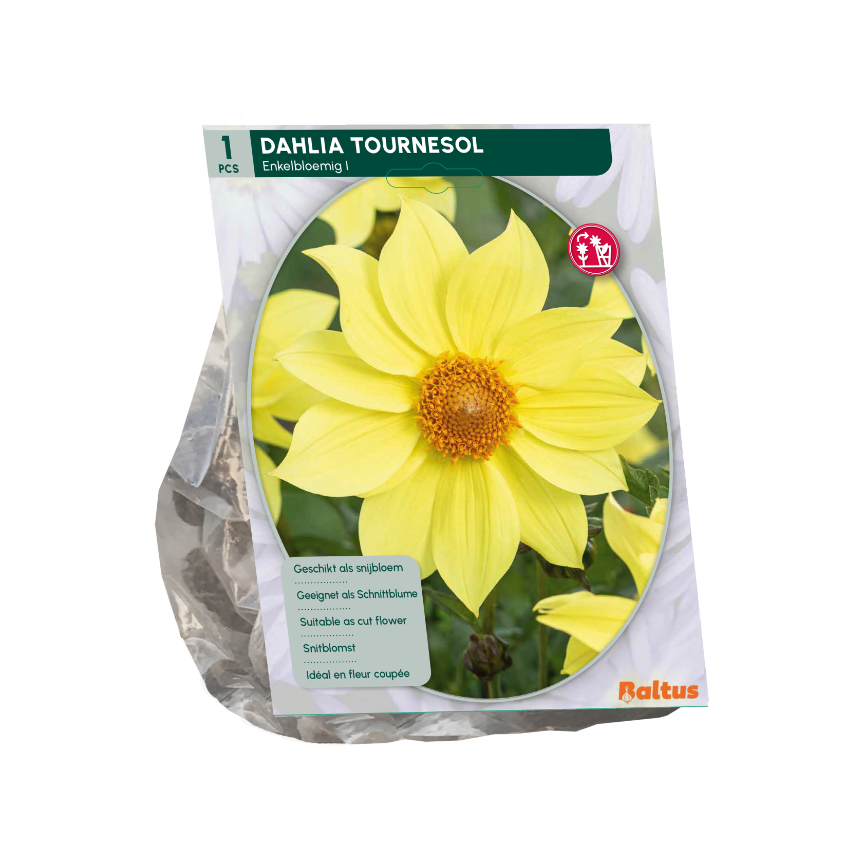 Baltus dahlia 'Tournesol' - Najaarsbloeiers - 1 bol (geel)