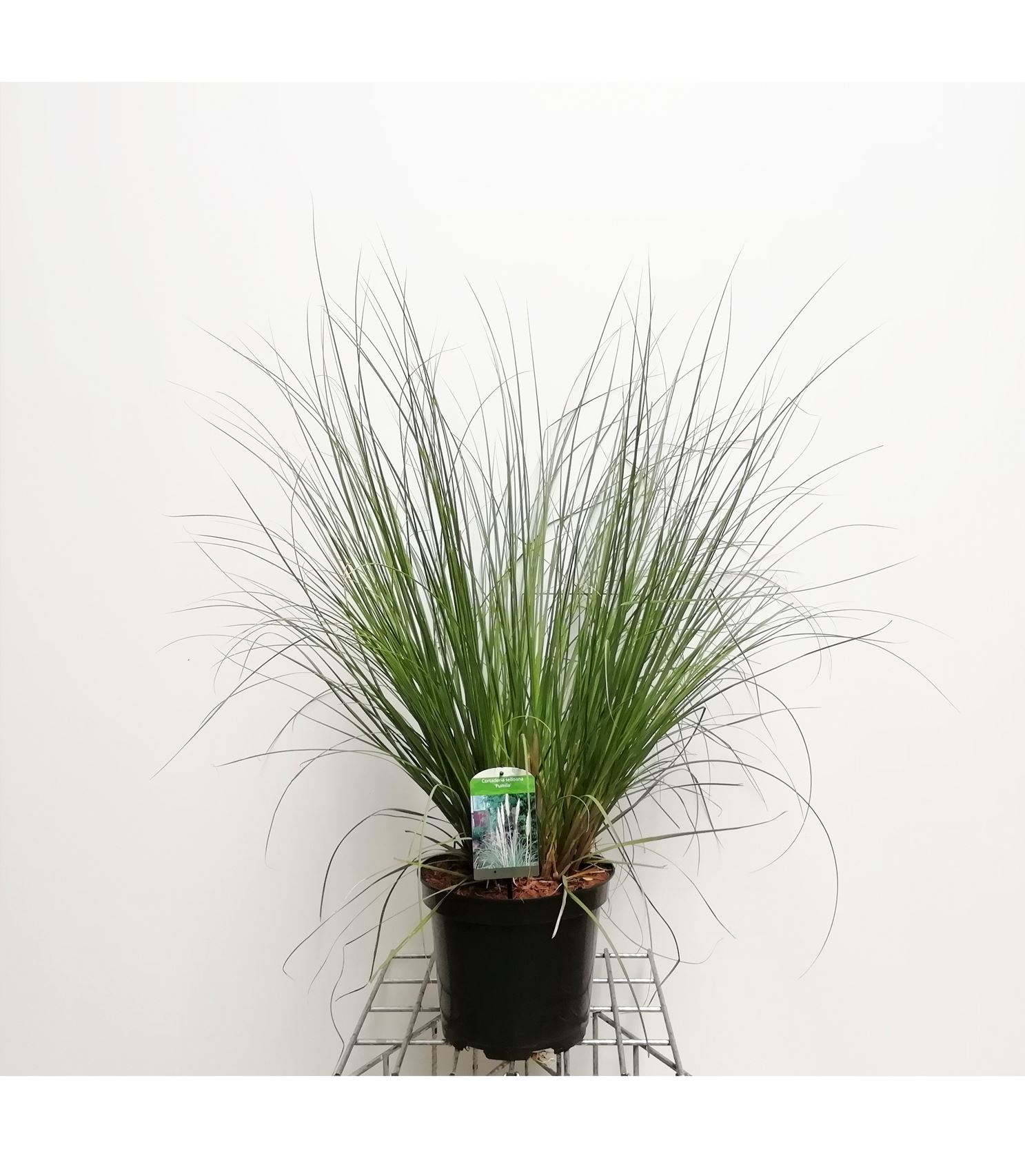 Cortaderia selloana 'Pumila' - pot 7,5L