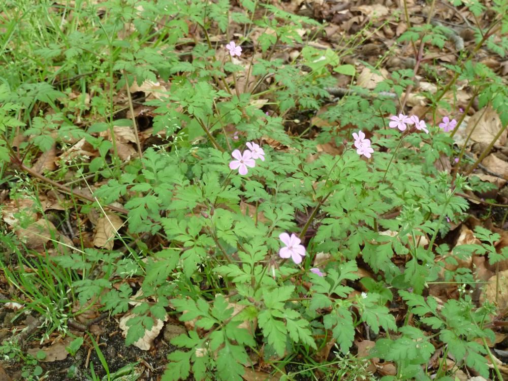 Plantenfiche-Geranium-robertianum