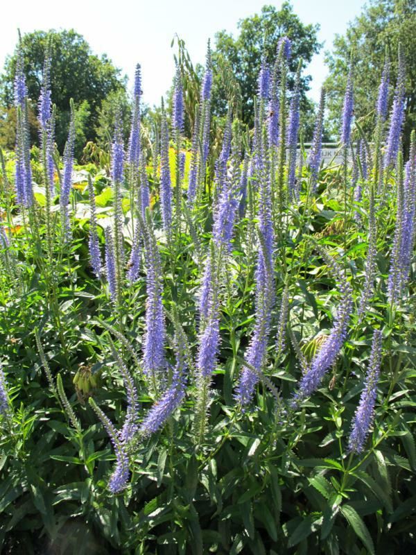 Plantenfiche-Veronica-longifolia