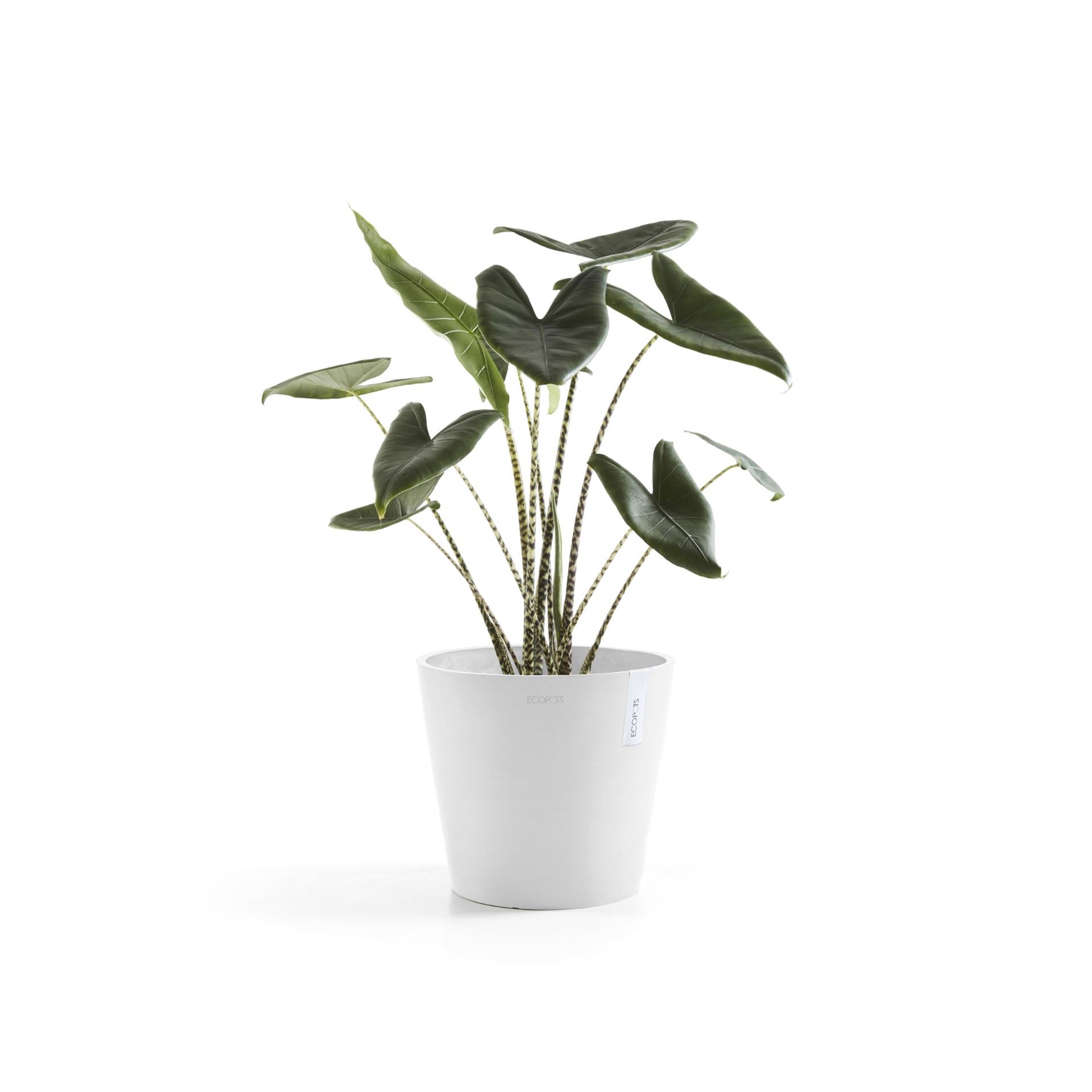 Ecopots-amsterdam-pure-white-30-cm-H26-3-cm