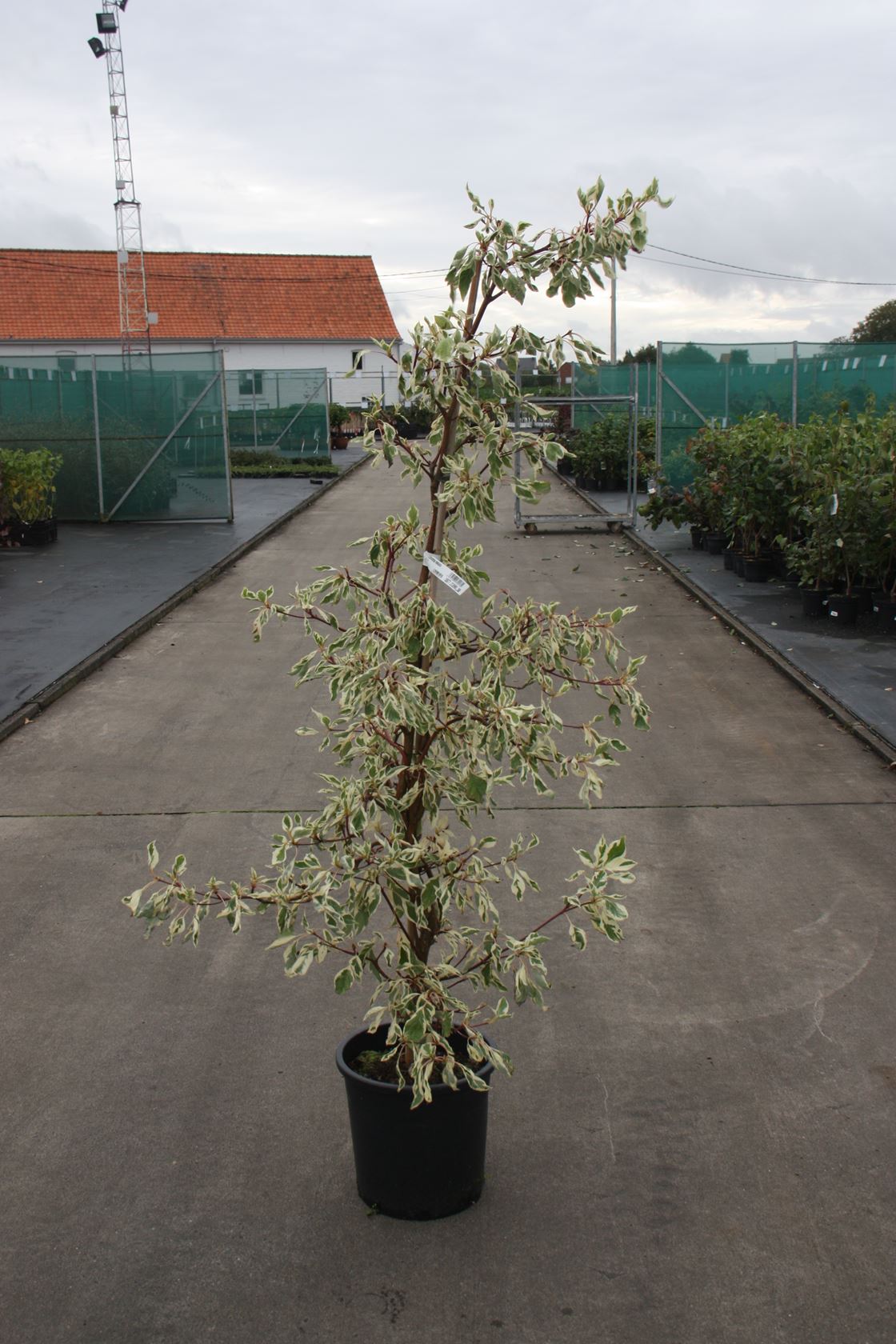 Cornus alba 'Variegata' - pot 18L - 125-150 cm