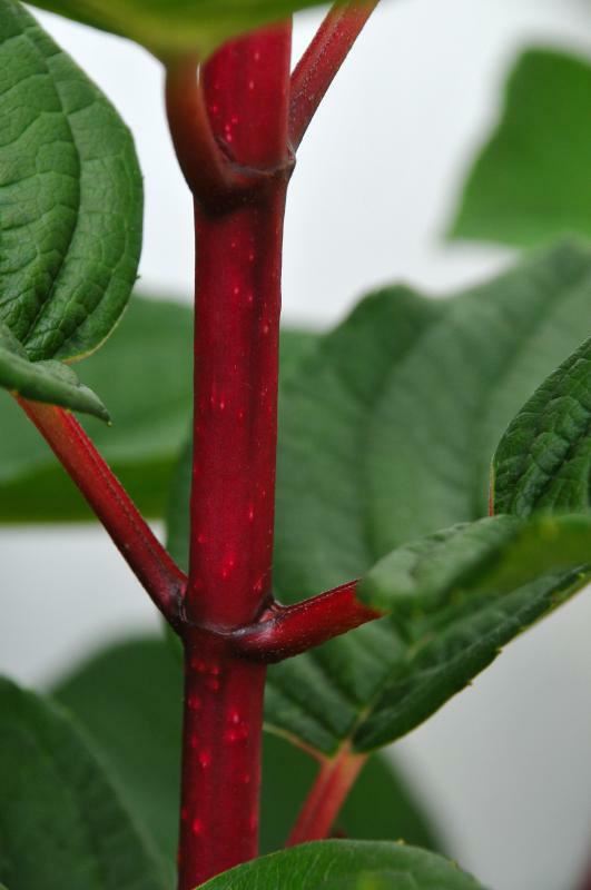 Plantenfiche-Hydrangea-paniculata-Wim-s-Red-