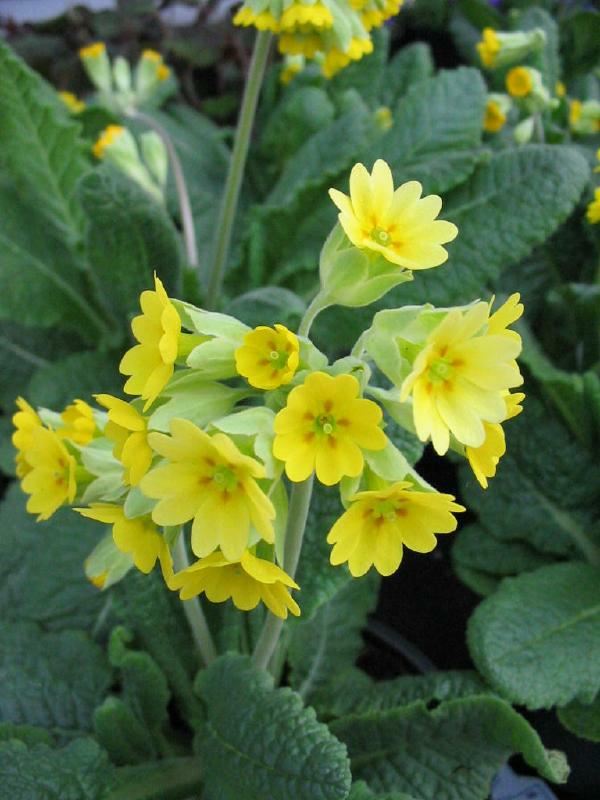 Plantenfiche-Primula-veris