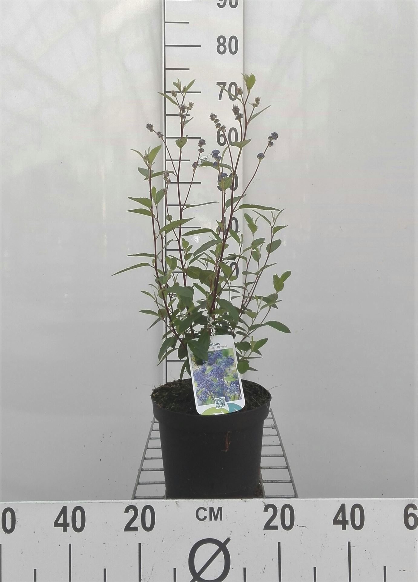 Ceanothus x delilianus 'Henri Défossé' - pot - 40-50 cm